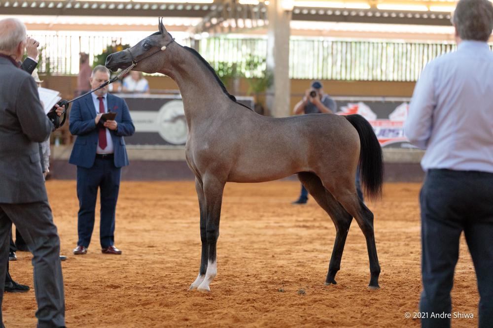 Tatuí recebe exposição de cavalos da raça mangalarga, Itapetininga e  Região